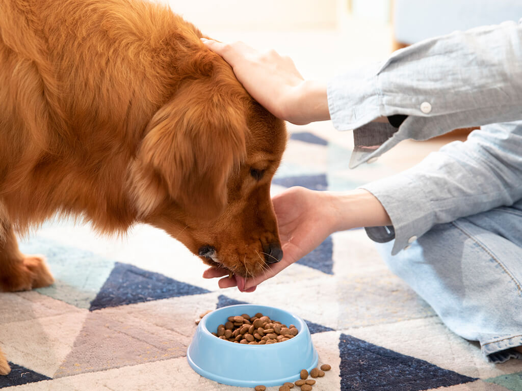 全价犬粮检测